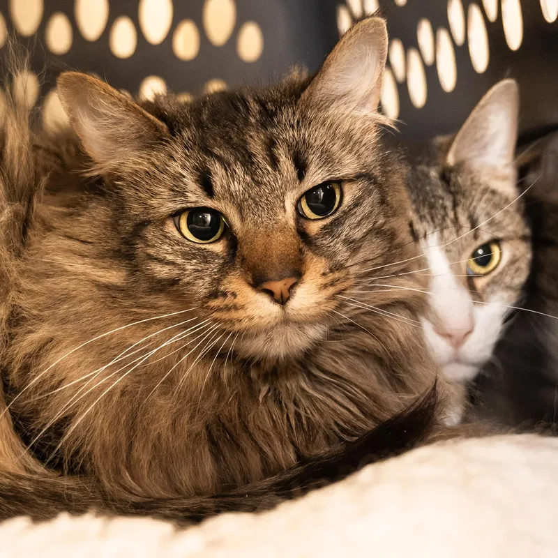 Princess thumbnail 2