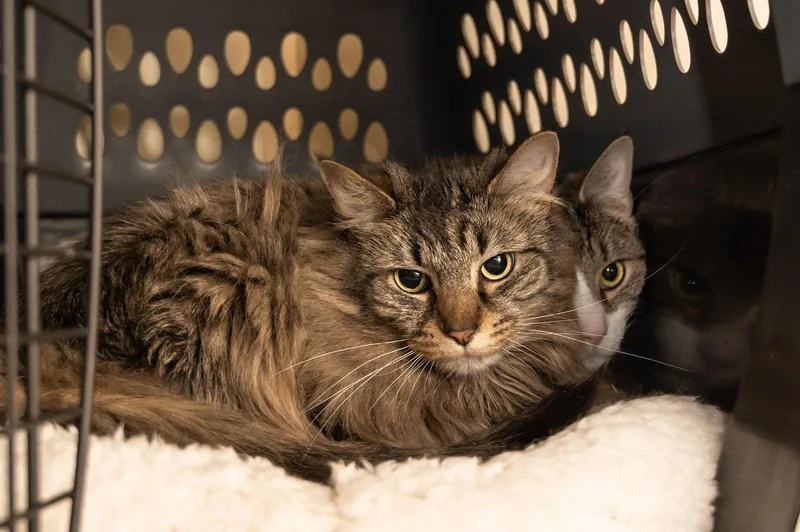 Princess thumbnail 3