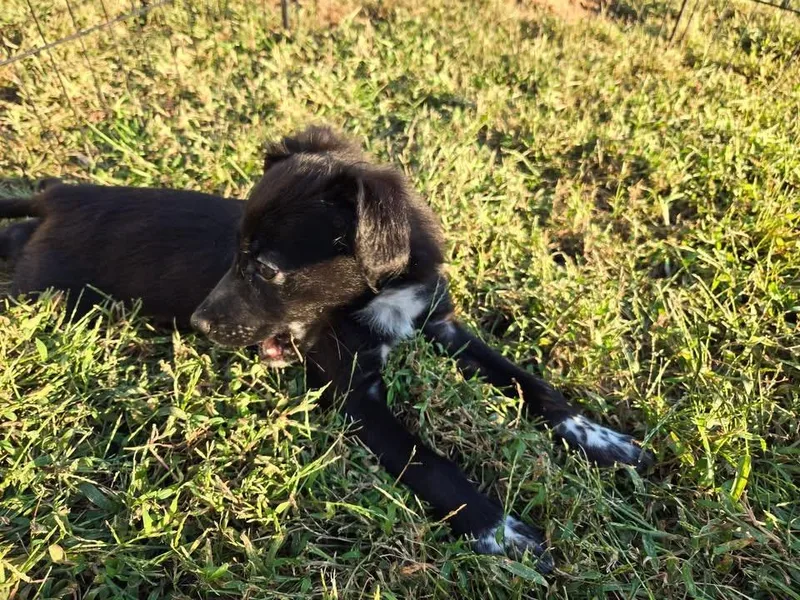 A baby medium-sized male Labrador Retriever dog named Robin for adoption in Berlin, NJ