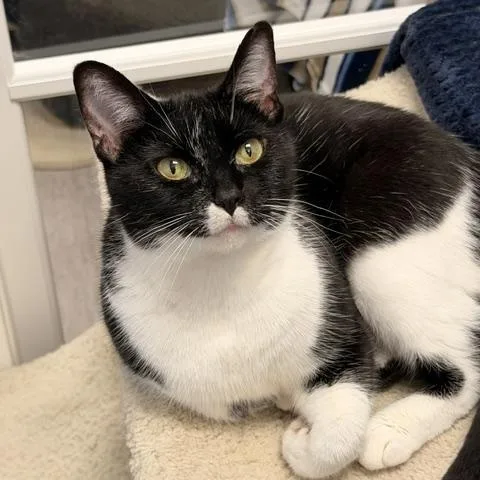 An adult medium-sized female Black & White / Tuxedo Domestic Short Hair cat named Kit Kat for adoption in Allegan, MI
