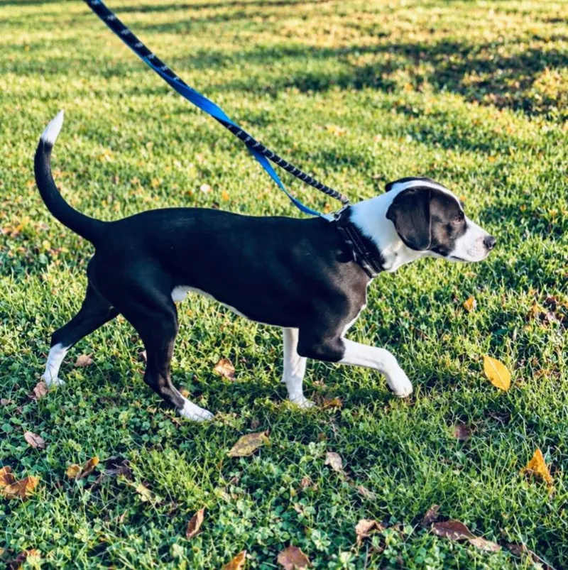 An adult medium-sized male Beagle dog named Striker for adoption in Carroll, OH