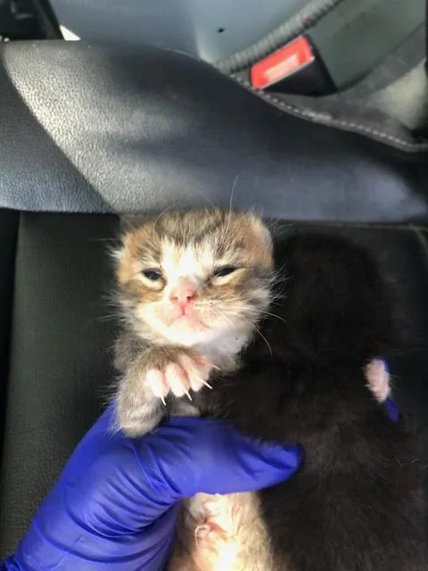 A baby medium-sized male Domestic Medium Hair cat named Smite for adoption in Dallas, TX