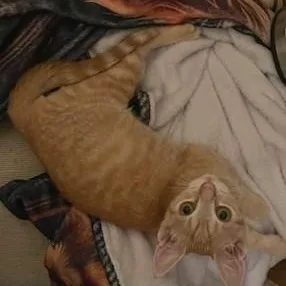 A baby medium-sized male Tabby cat named Aiden Great with for adoption in Hoquiam, WA
