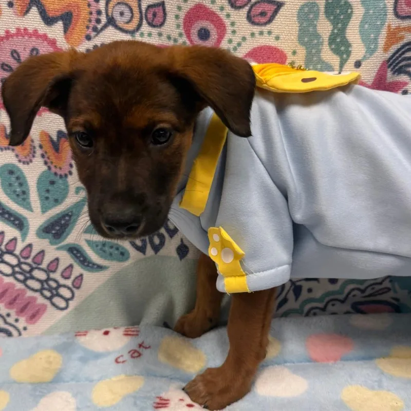 A baby small-sized female Brown / Chocolate Mixed Breed dog named Beach Ball Betty for adoption in Austin, TX