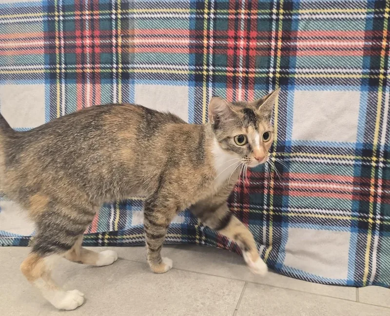 An adult large-sized female Domestic Short Hair cat named Whitney for adoption in Dickson, TN