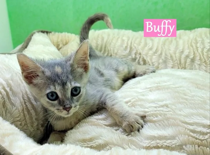Buffy thumbnail 2