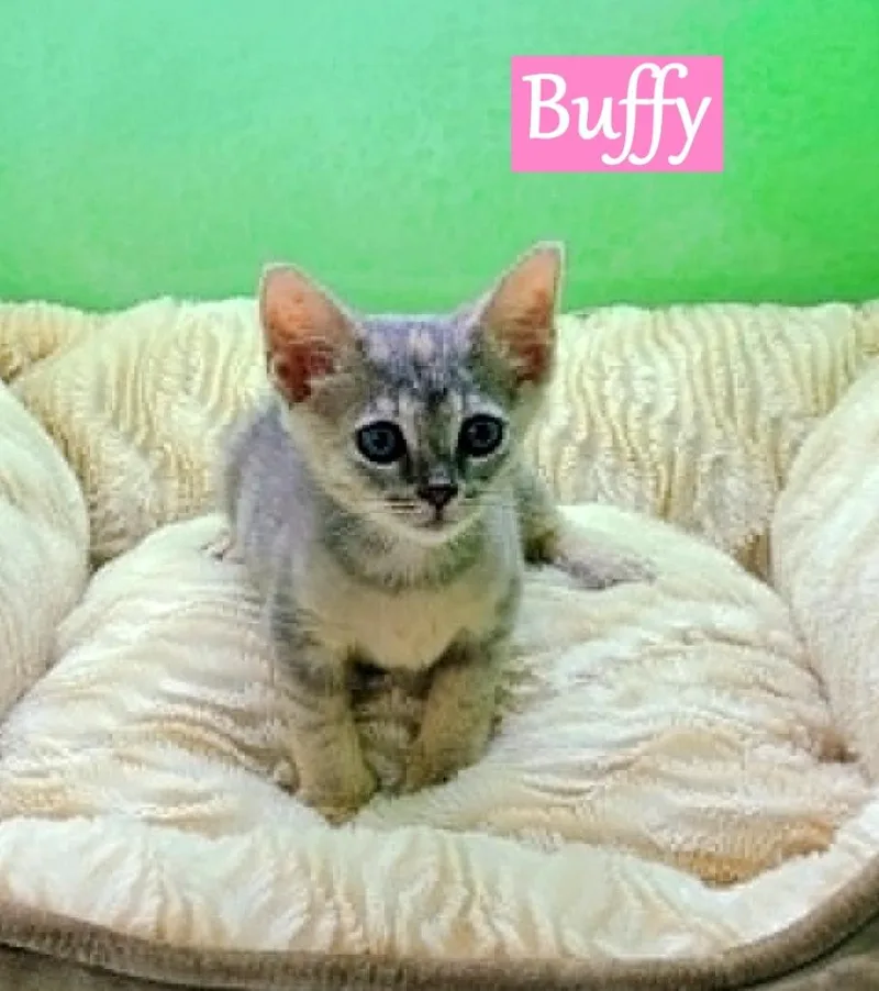 Buffy thumbnail 3