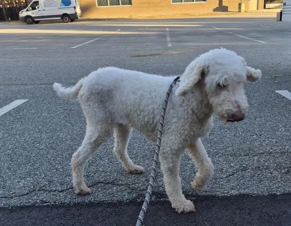 An adult medium-sized female Poodle dog named Pen for adoption in Lawrenceville, GA