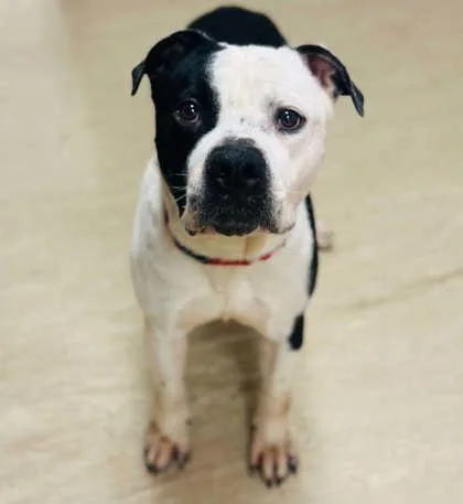 An adult large-sized male Mixed Breed dog named Tennessee Whiskey for adoption in West Chester, PA