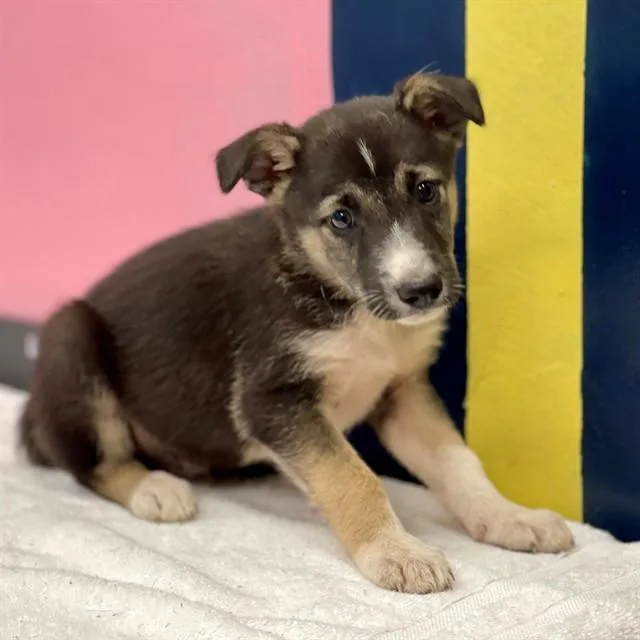 A baby small-sized male Mixed Breed dog named Jasper for adoption in Edmond, OK