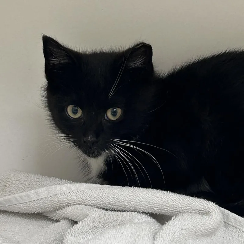 A baby small-sized male Black Domestic Short Hair cat named Critter for adoption in Philadelphia, PA
