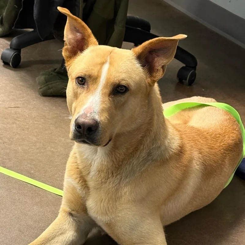 An adult large-sized male Yellow / Tan / Blond / Fawn Shepherd dog named Hawthorne for adoption in Chattanooga, TN