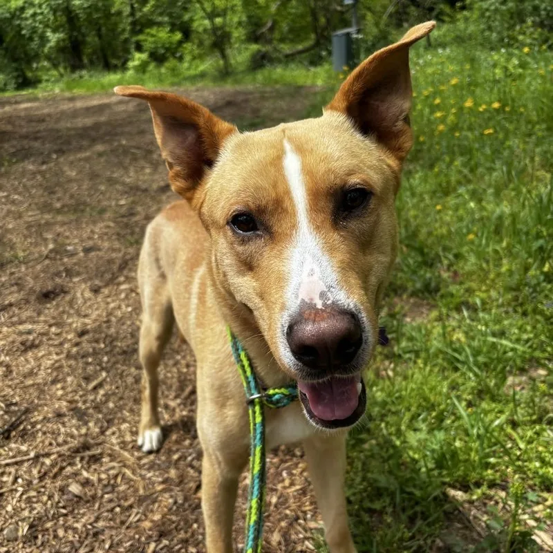 Hawthorne thumbnail 2