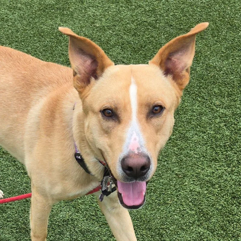 Hawthorne thumbnail 3