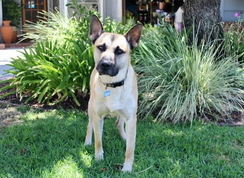 A young large-sized male Yellow / Tan / Blond / Fawn Shepherd dog named Bruno  PeRfEcTioN!! xoxo for adoption