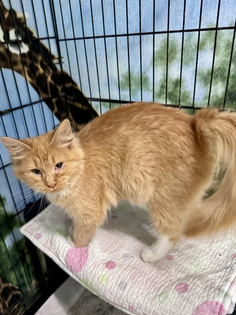 A baby small-sized female Orange / Red Tabby cat named Jolene for adoption in Scottsburg, IN