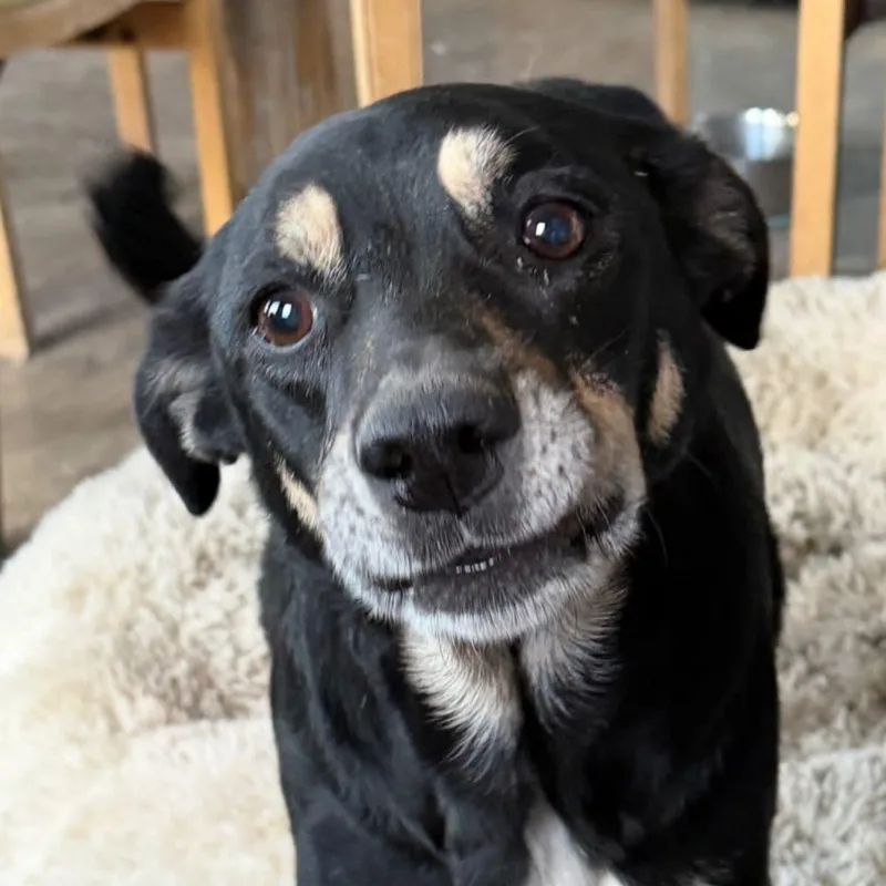 An adult medium-sized female Mixed Breed dog named Chloe for adoption in Wilsall, MT