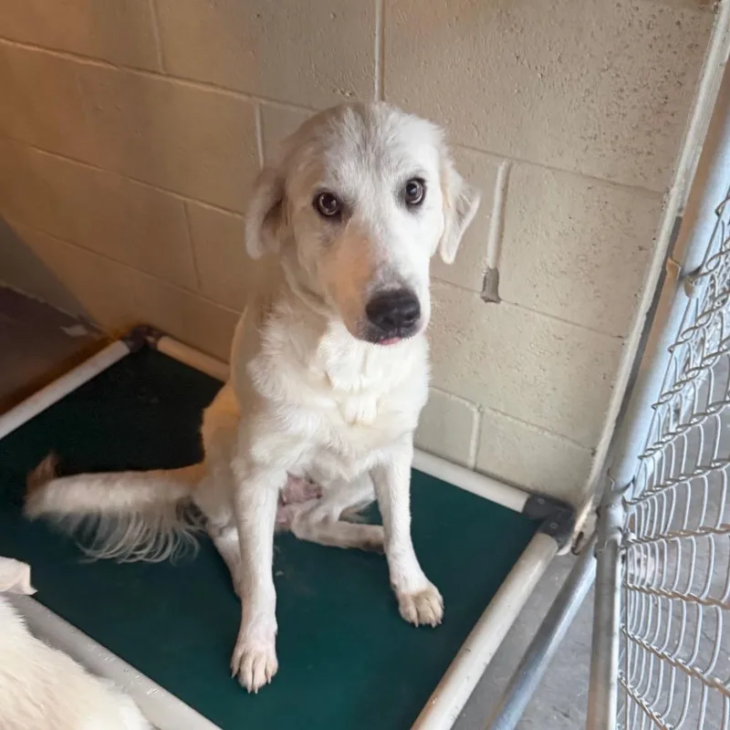 A young medium-sized female White / Cream Great Pyrenees dog named Cotton for adoption in Starkville, MS