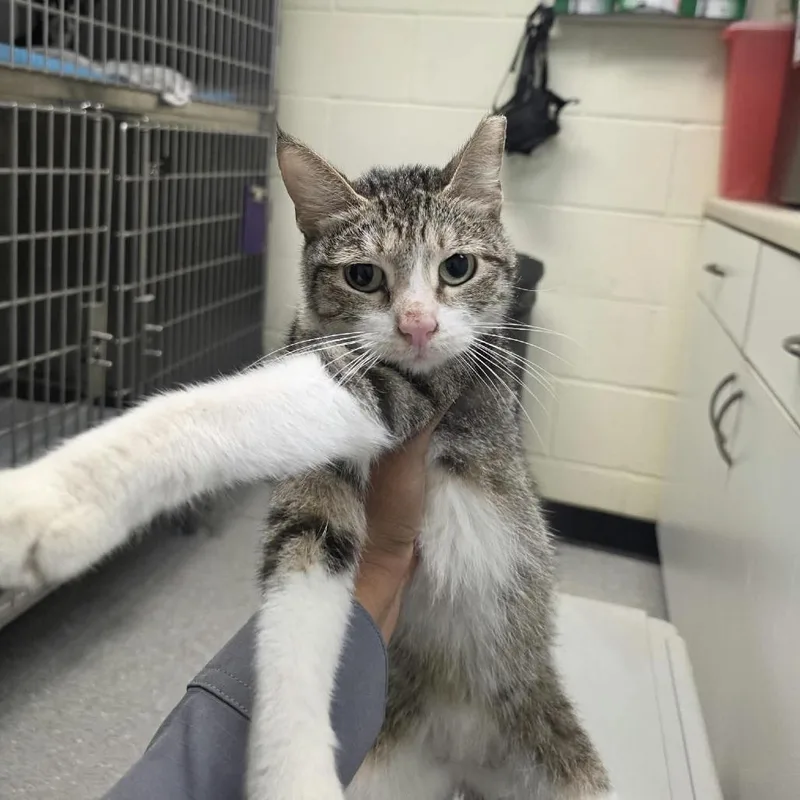 A baby small-sized male Gray / Blue / Silver Domestic Short Hair cat named Maurice for adoption in Bastrop, TX