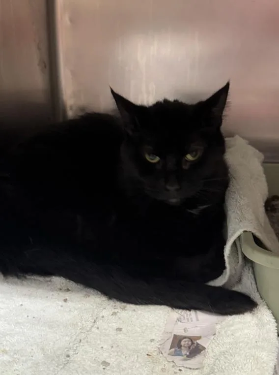 A young medium-sized female Black Domestic Short Hair cat named Blackie for adoption in Chicago, IL