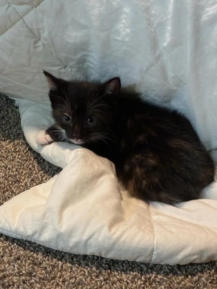 A baby small-sized female Black & White / Tuxedo Domestic Short Hair cat named Rhea for adoption in Mooresville, NC