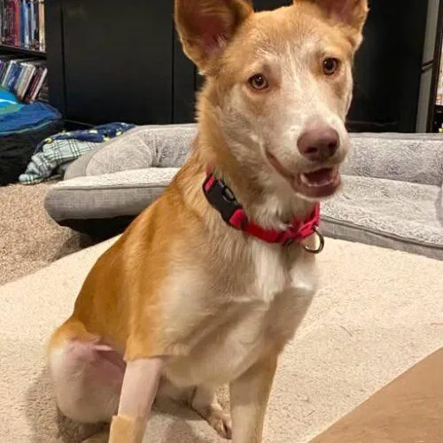 A baby medium-sized female Mixed Breed dog named Phoenix for adoption in Henderson, NV
