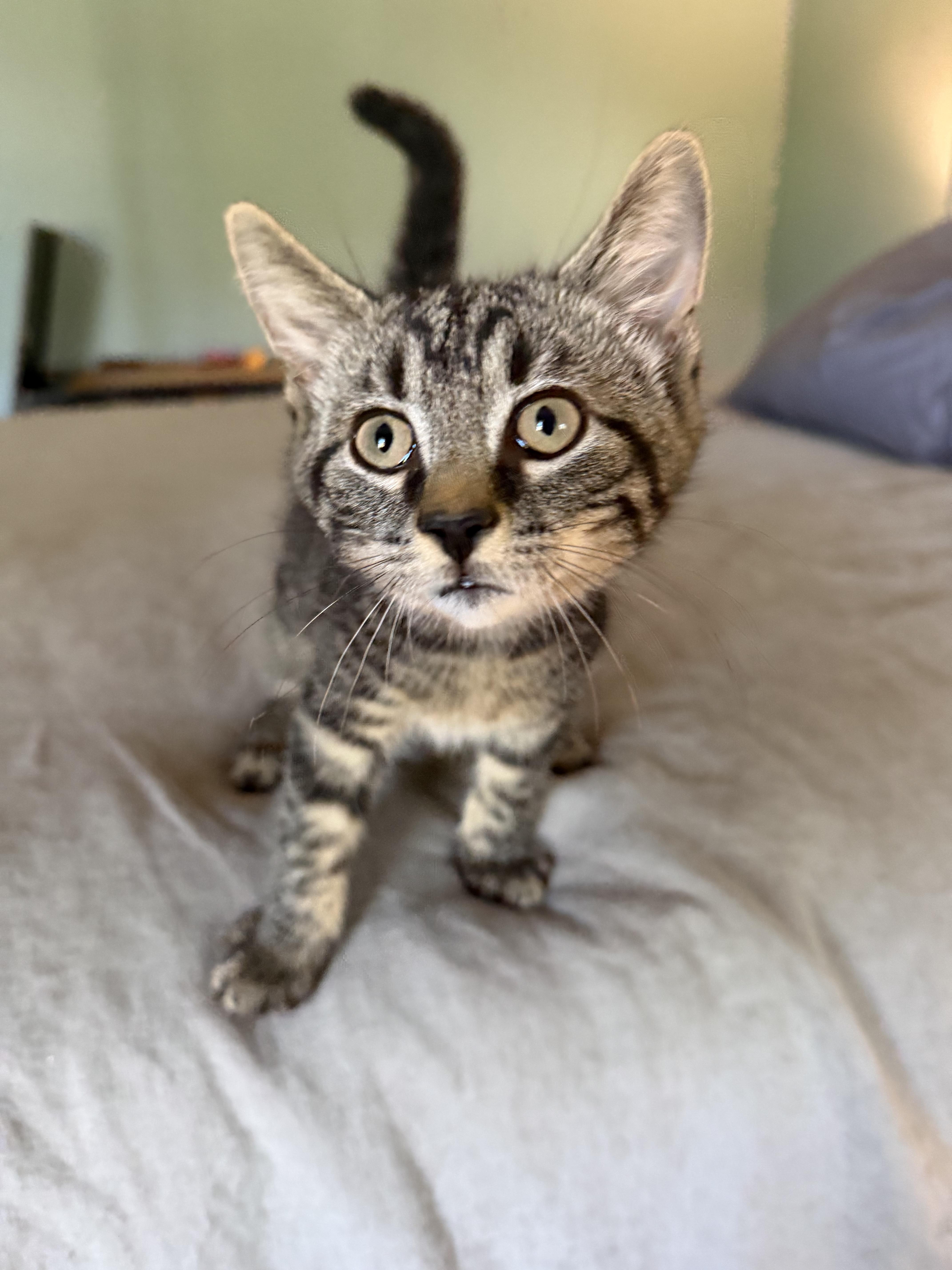 A baby medium-sized male Tabby (Tiger Striped) Domestic Short Hair cat named Harold for adoption in Jersey City, NJ
