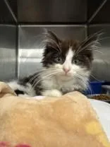 A young medium-sized female Black & White / Tuxedo Domestic Medium Hair cat named Dahli for adoption in Manitowoc, WI
