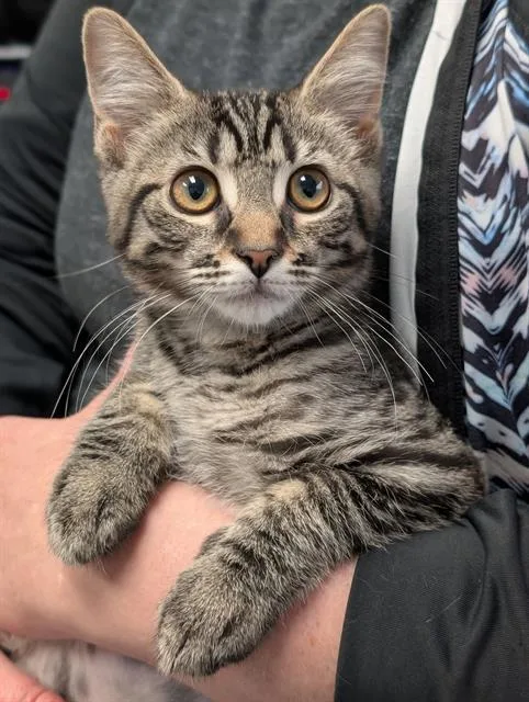 A baby small-sized female Domestic Short Hair cat named Lulu for adoption in Canfield, OH