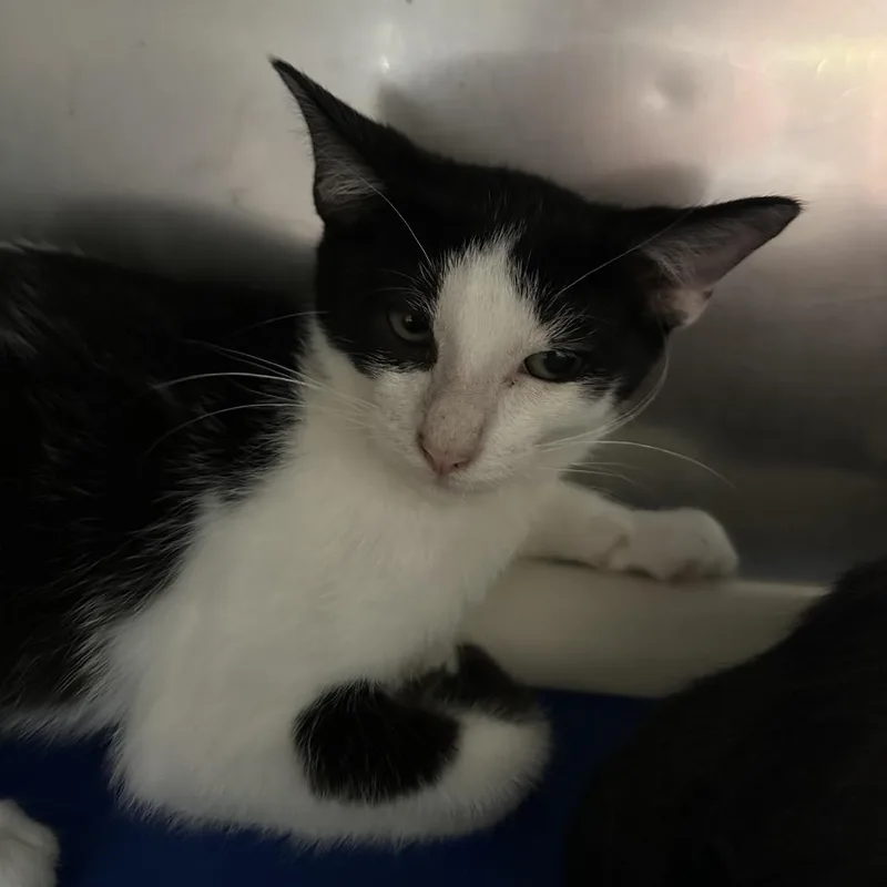 A baby small-sized female Black Domestic Short Hair cat named San Antonio for adoption in Austin, TX