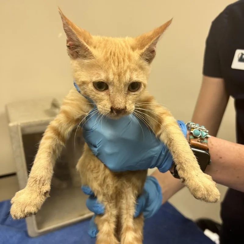 A baby small-sized male Orange / Red Domestic Short Hair cat named Russ for adoption in Reno, NV