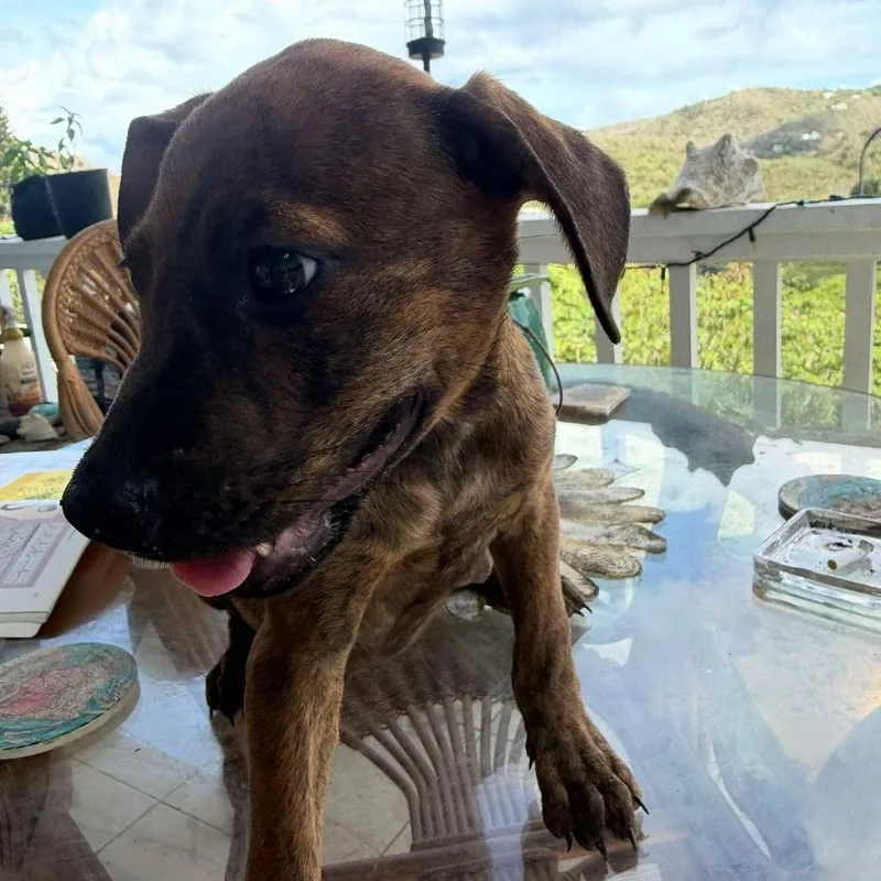 A baby medium-sized female Mixed Breed dog named Merryweather for adoption in Frederiksted, VI