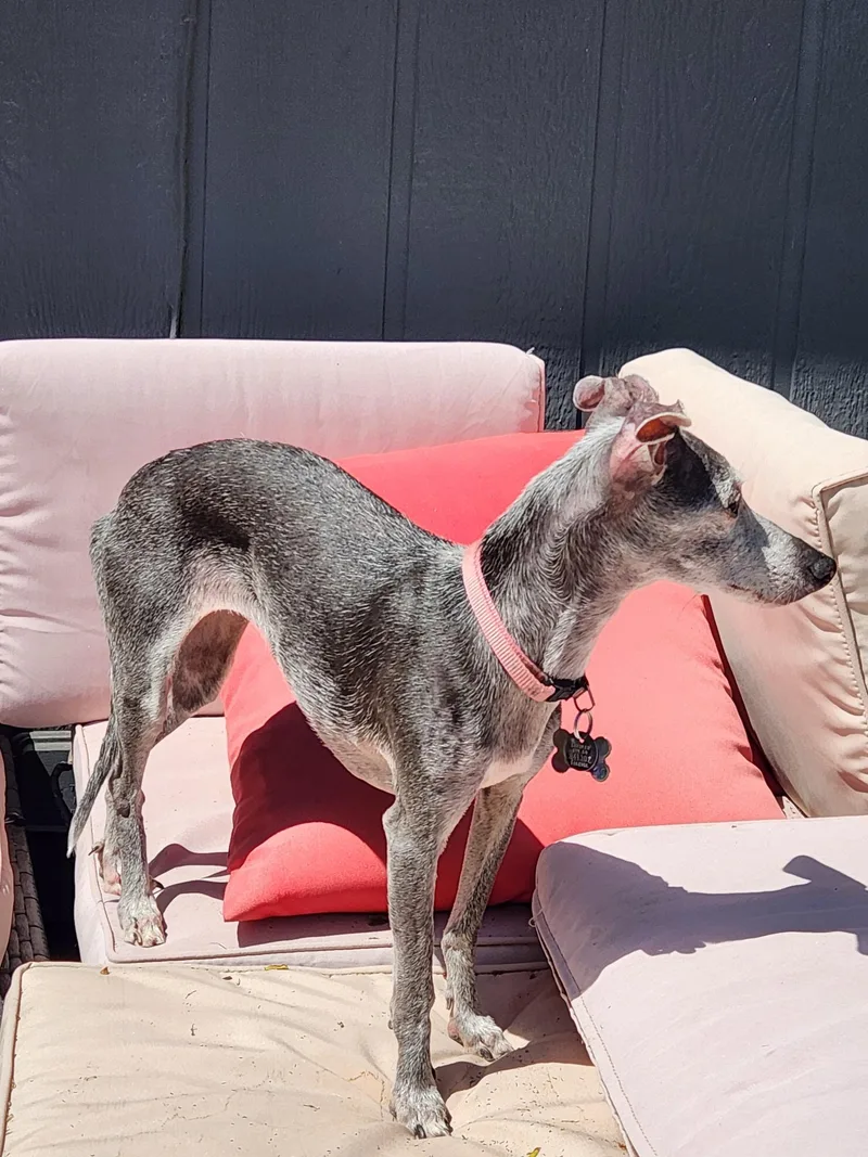 Ella