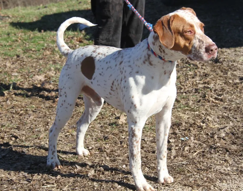 Piglet Aka Piggie thumbnail 2