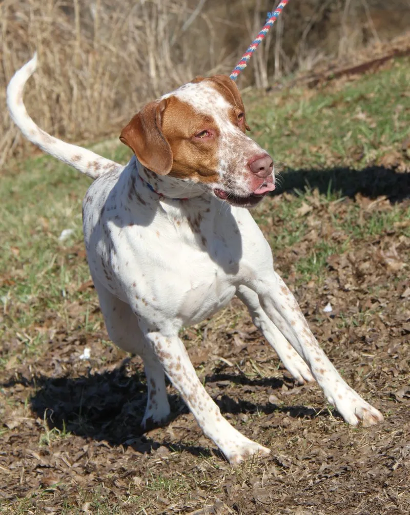 Piglet Aka Piggie thumbnail 4