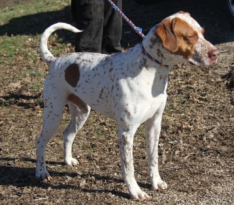 Piglet Aka Piggie thumbnail 6