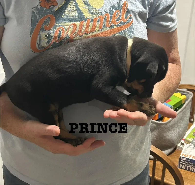 A baby small-sized male Australian Shepherd dog named Prince Escalus for adoption in Knoxville, TN