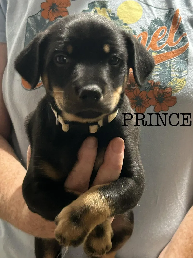 Prince Escalus thumbnail 2