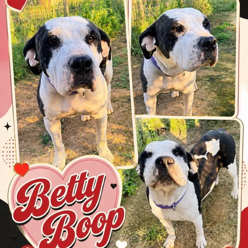 An adult medium-sized female Black American Bulldog dog named Betty Boop for adoption in Hackett, AR