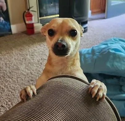 Tater Tot thumbnail 3