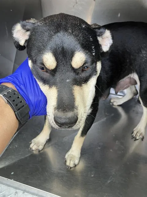 An adult medium-sized female Mixed Breed dog named Gertrude for adoption in Dallas, TX