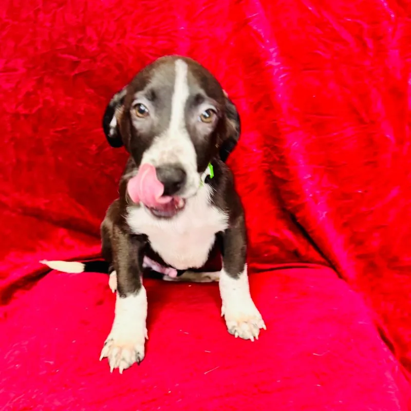 A baby small-sized male Hound dog named Jaime for adoption in Franklin, NC
