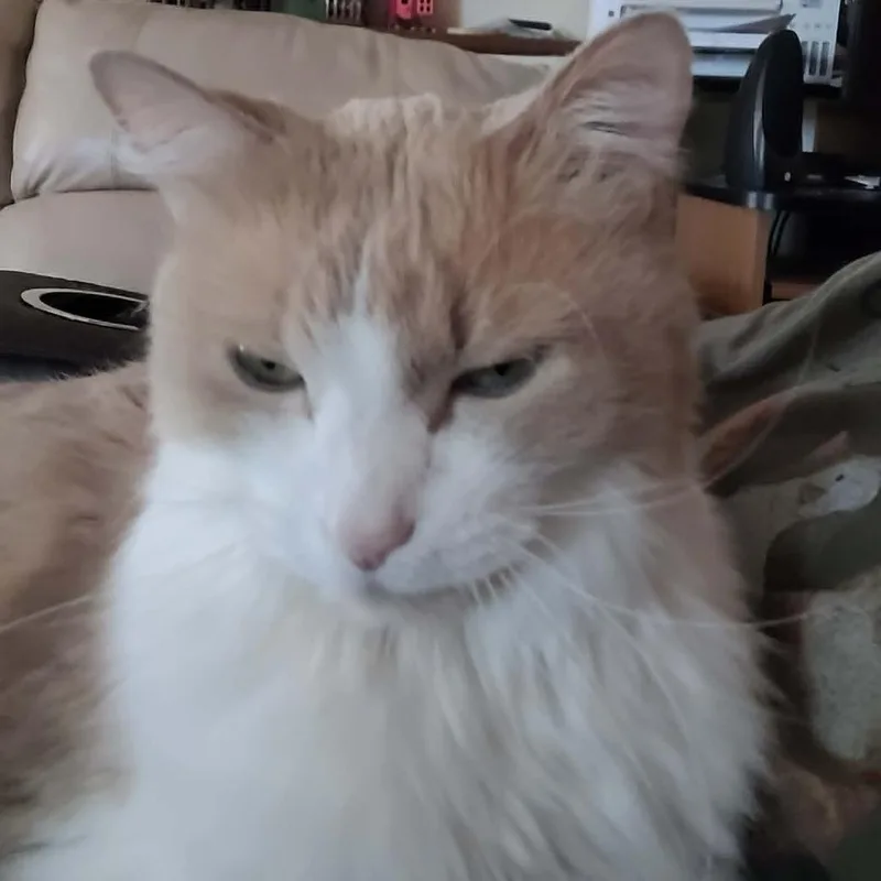 An adult small-sized male Buff / Tan / Fawn Domestic Medium Hair cat named Parker C for adoption in Princeton, MN