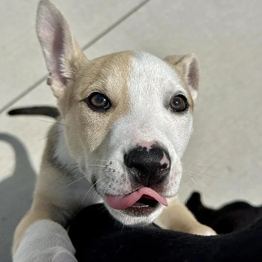 A baby small-sized male Sable Pit Bull Terrier dog named Heineken for adoption in Matteson, IL