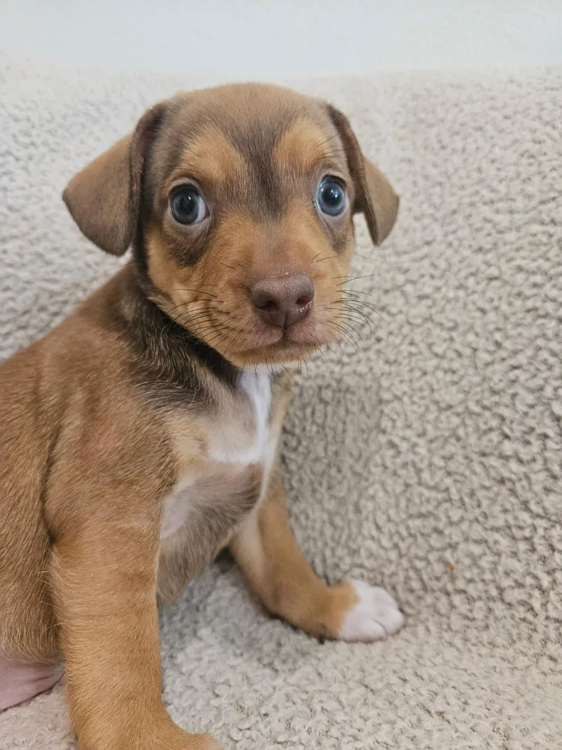 A baby small-sized male Chihuahua dog named Fusilli  Rosie Pup for adoption in Los Angeles, CA