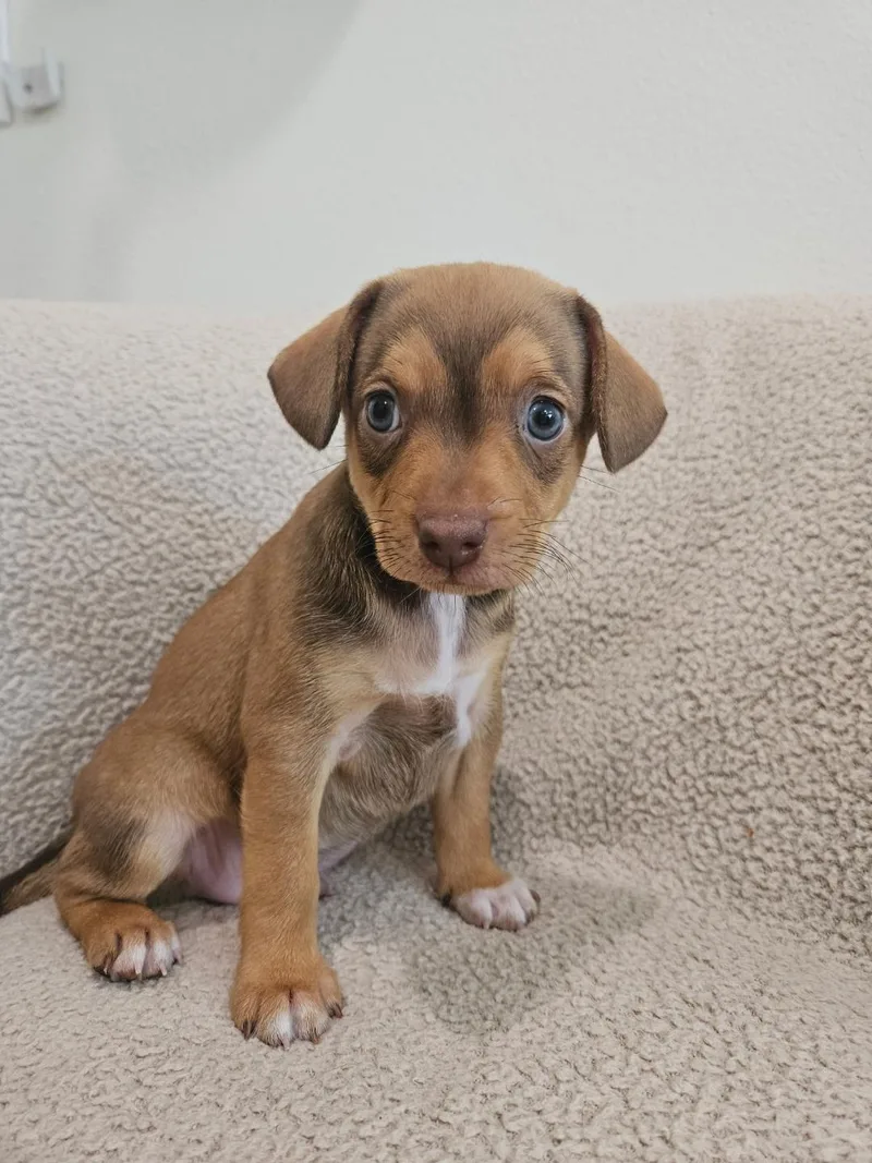 Fusilli  Rosie Pup thumbnail 2