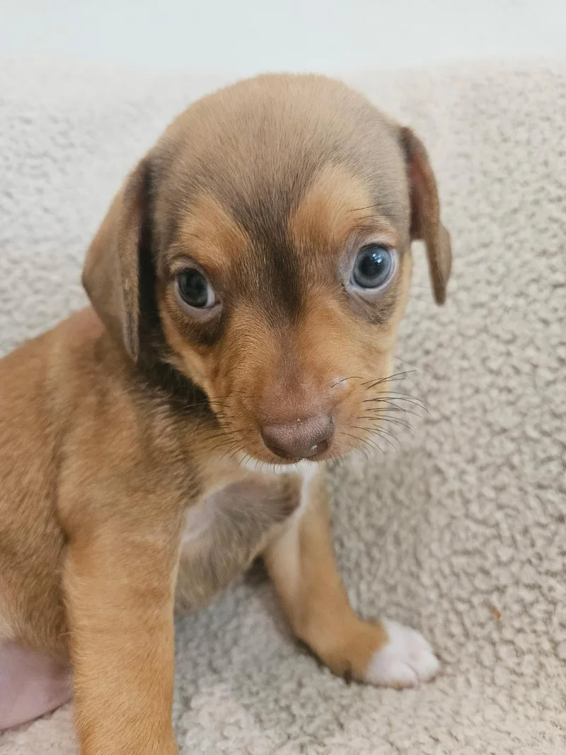 Fusilli  Rosie Pup thumbnail 3
