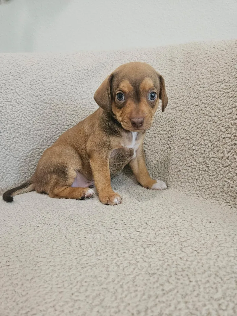 Fusilli  Rosie Pup thumbnail 4