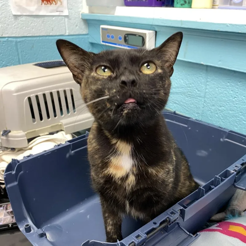 An adult large-sized female Black Domestic Short Hair cat named Polly Pocket for adoption in Philadelphia, PA