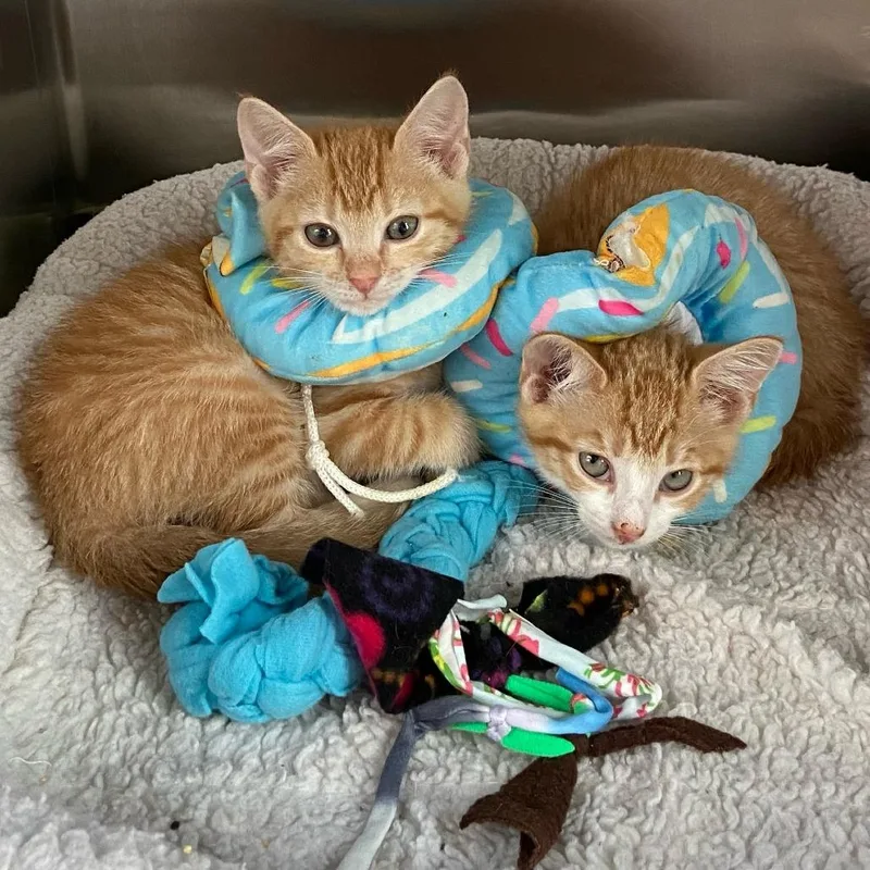 A baby small-sized male Domestic Short Hair cat named Orion Bonded to Phoenix for adoption in Wilmington, DE